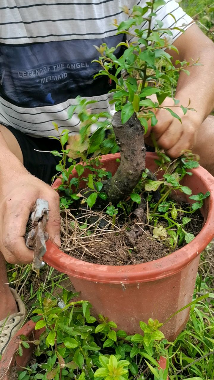 提根型金彈子下山樁公樁