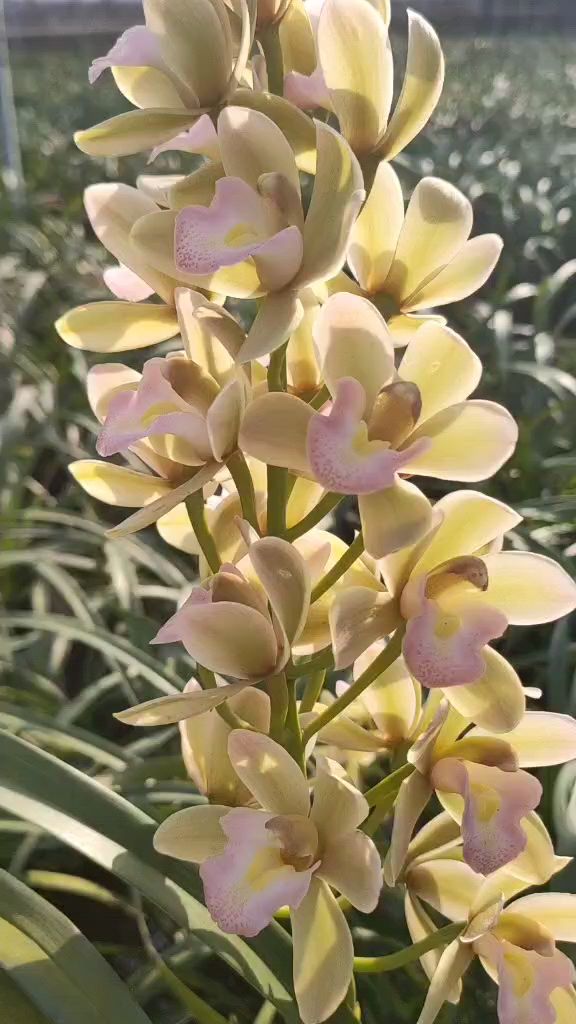 花期超长的香兰又开花了特别香