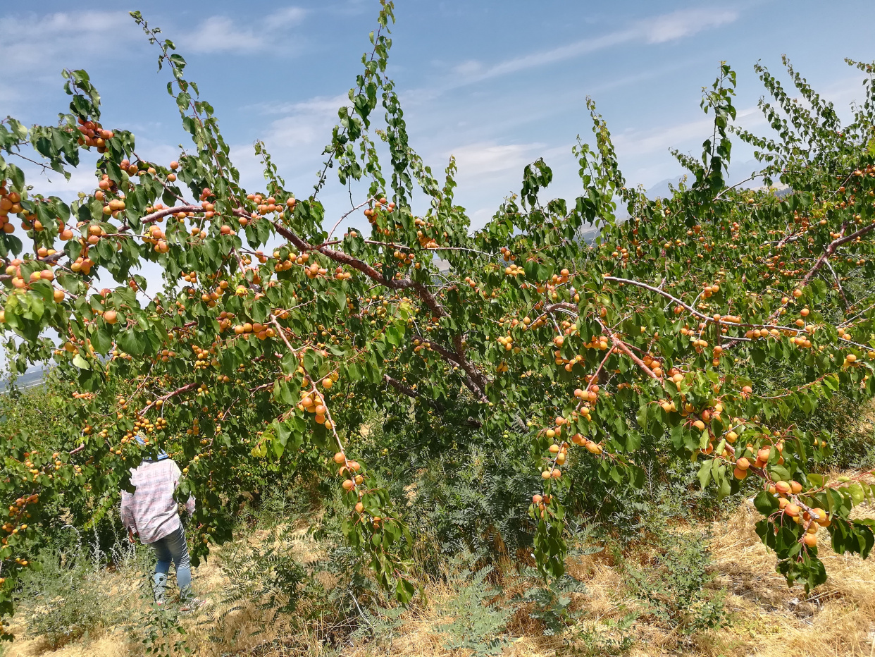 新疆杏的佼佼者——树上干杏
