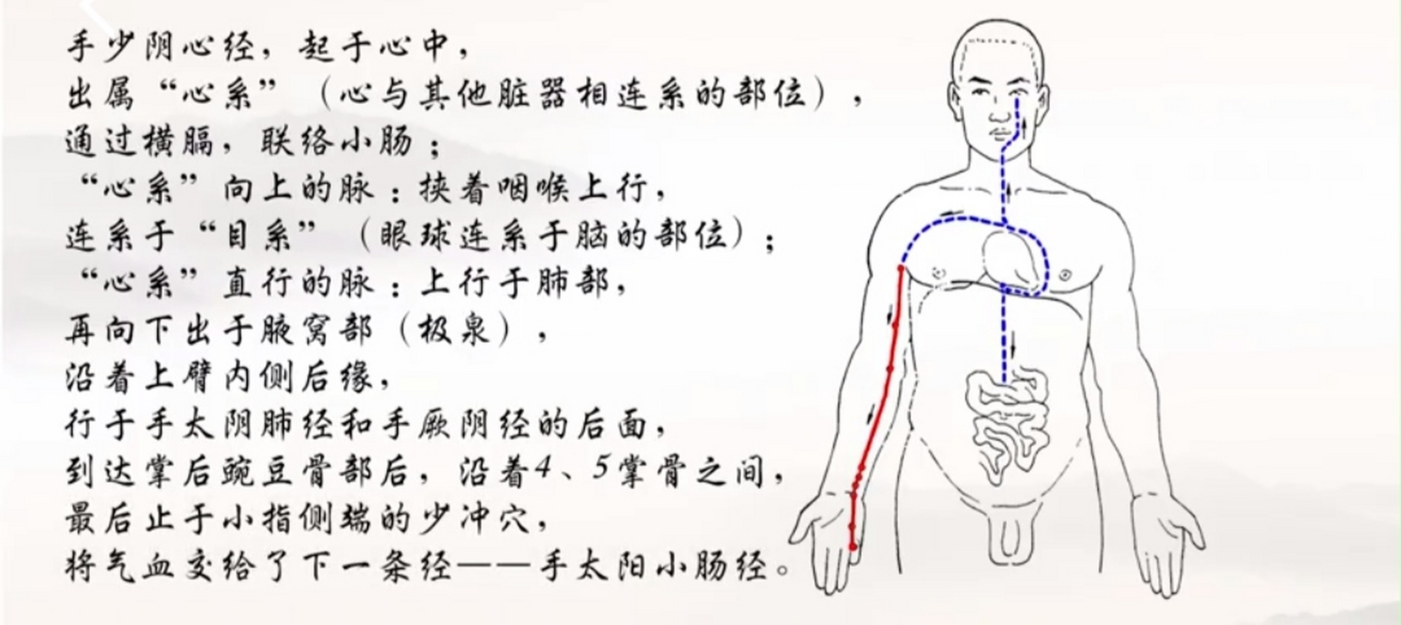 少阴心经的准确位置图图片