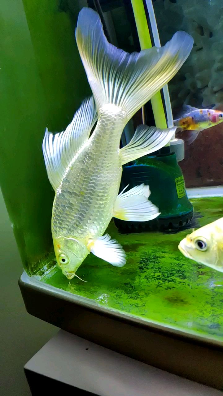 黄金龙凤锦鲤简称黄龙凤960帧慢动作捕捉倒立啃苔瞬间硬朗的身躯飘逸