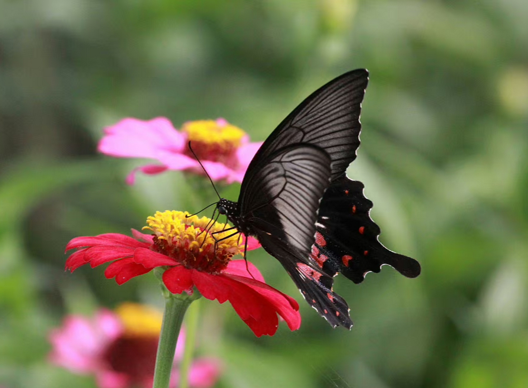蝴蝶在花间飞舞采蜜,构成一幅浪漫的生态美景.