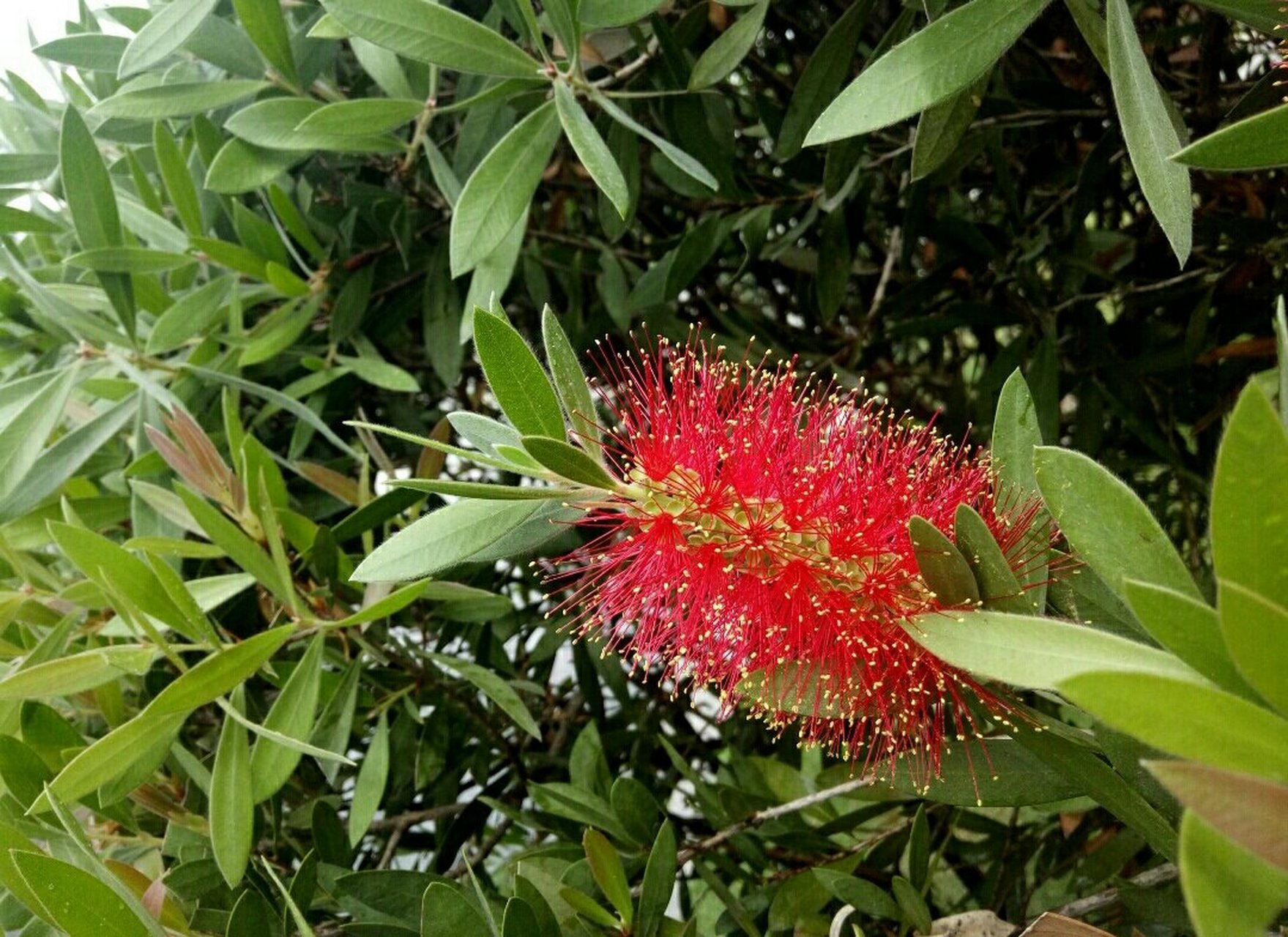 垂枝红千层,它的花语是英姿飒爽,风韵独特.