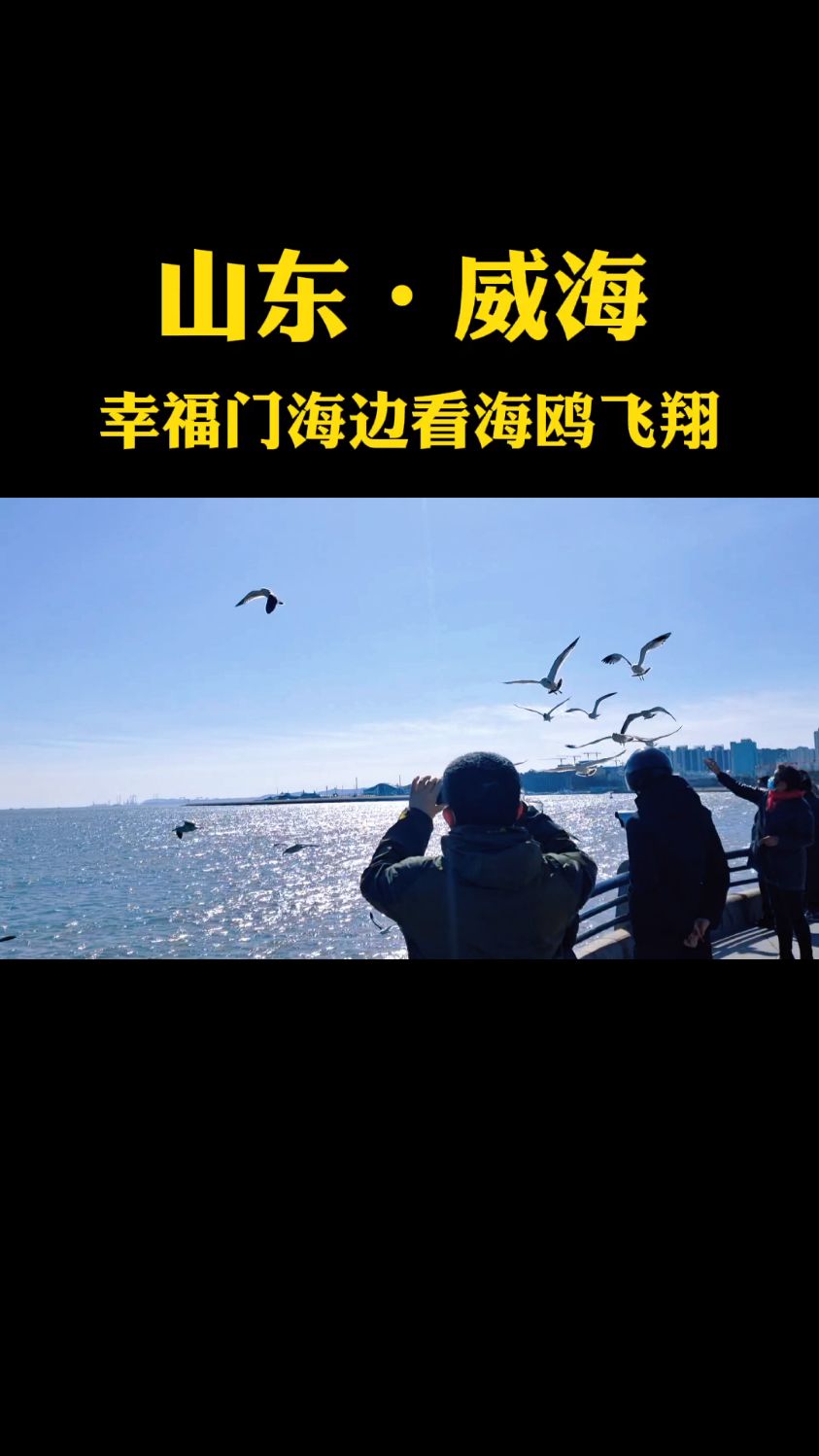 威海幸福门海鸥图片