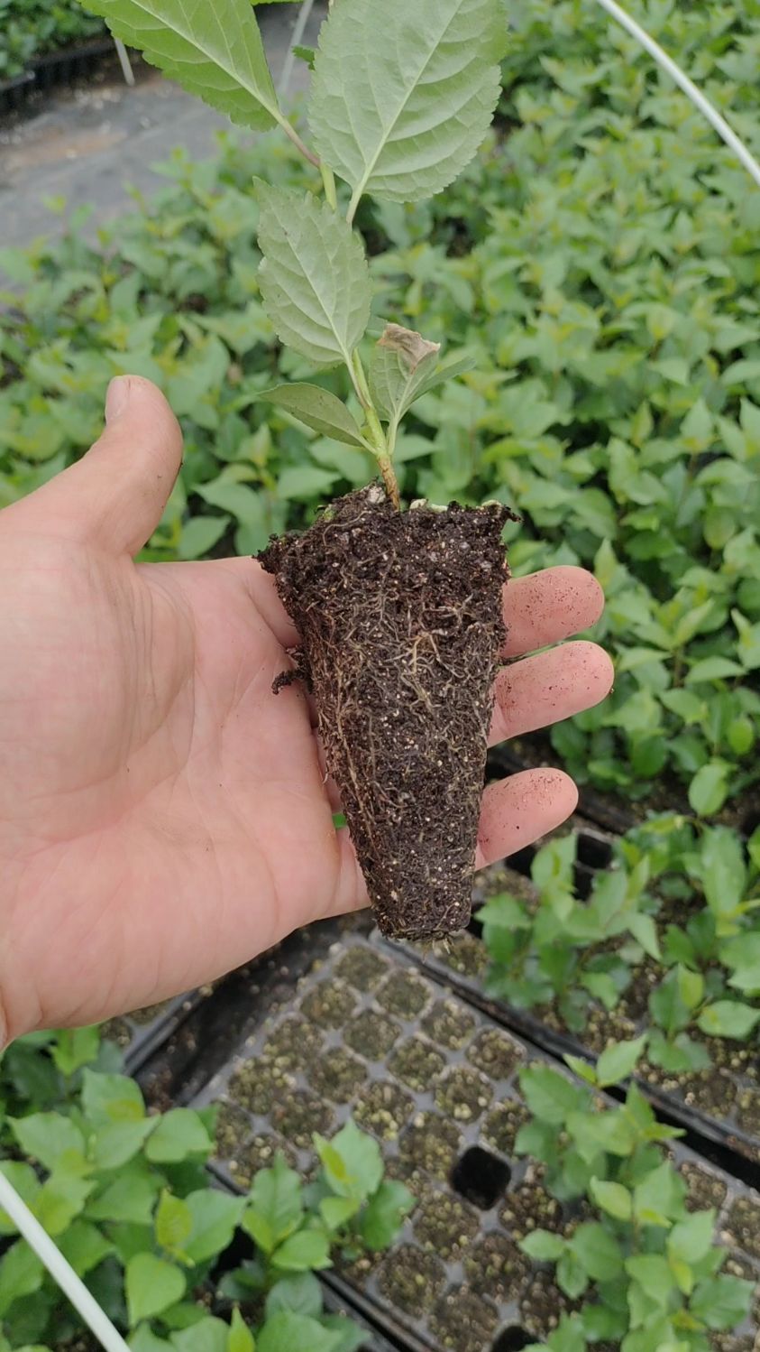 组培吉塞拉砧木苗!嫁接车厘子大樱桃苗具有早果,丰产等优势!