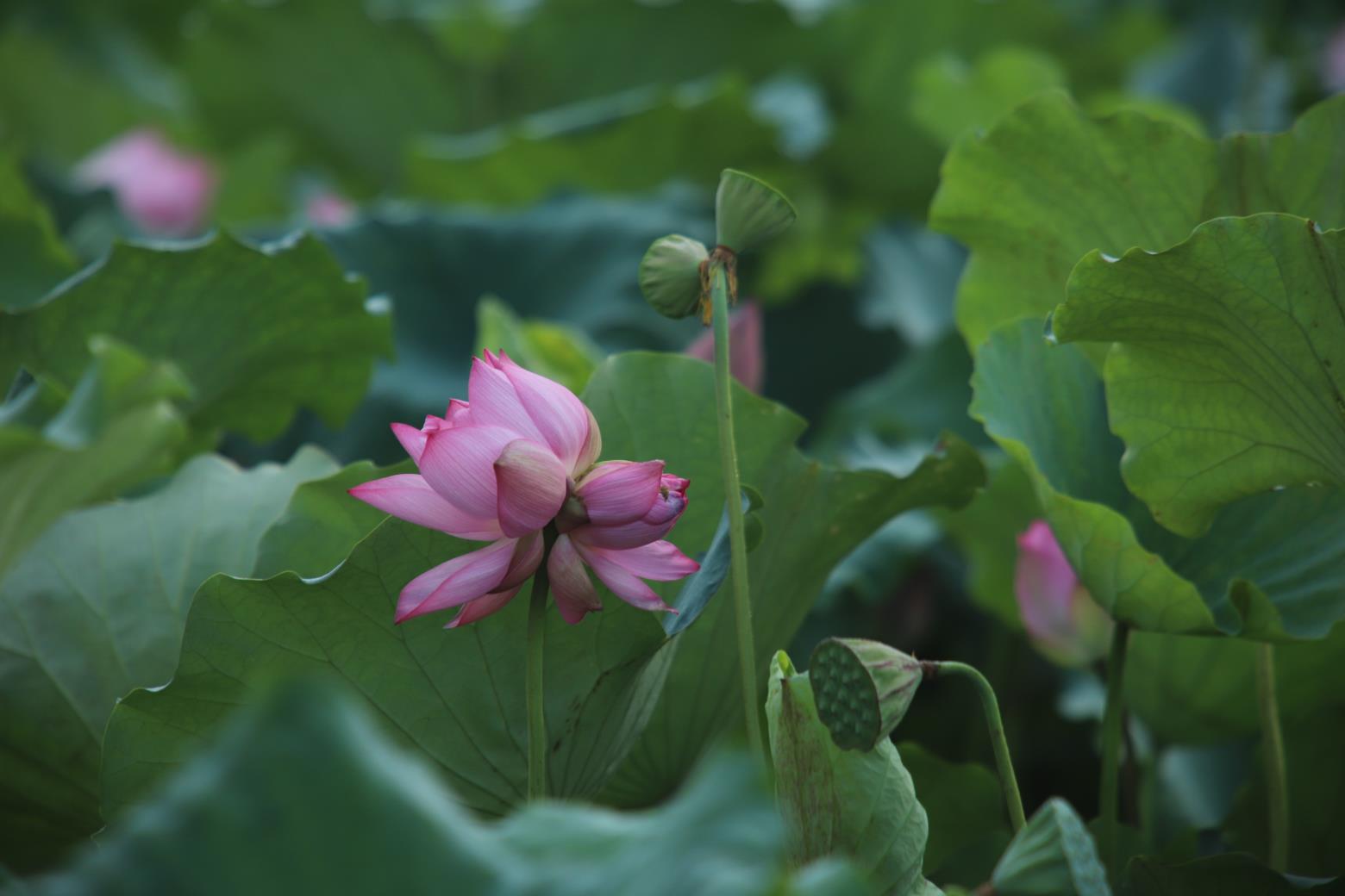 并蒂莲花难常见