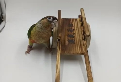 小太阳,金太阳鹦鹉,一字之差,天差地别,可是好多新手入坑错了