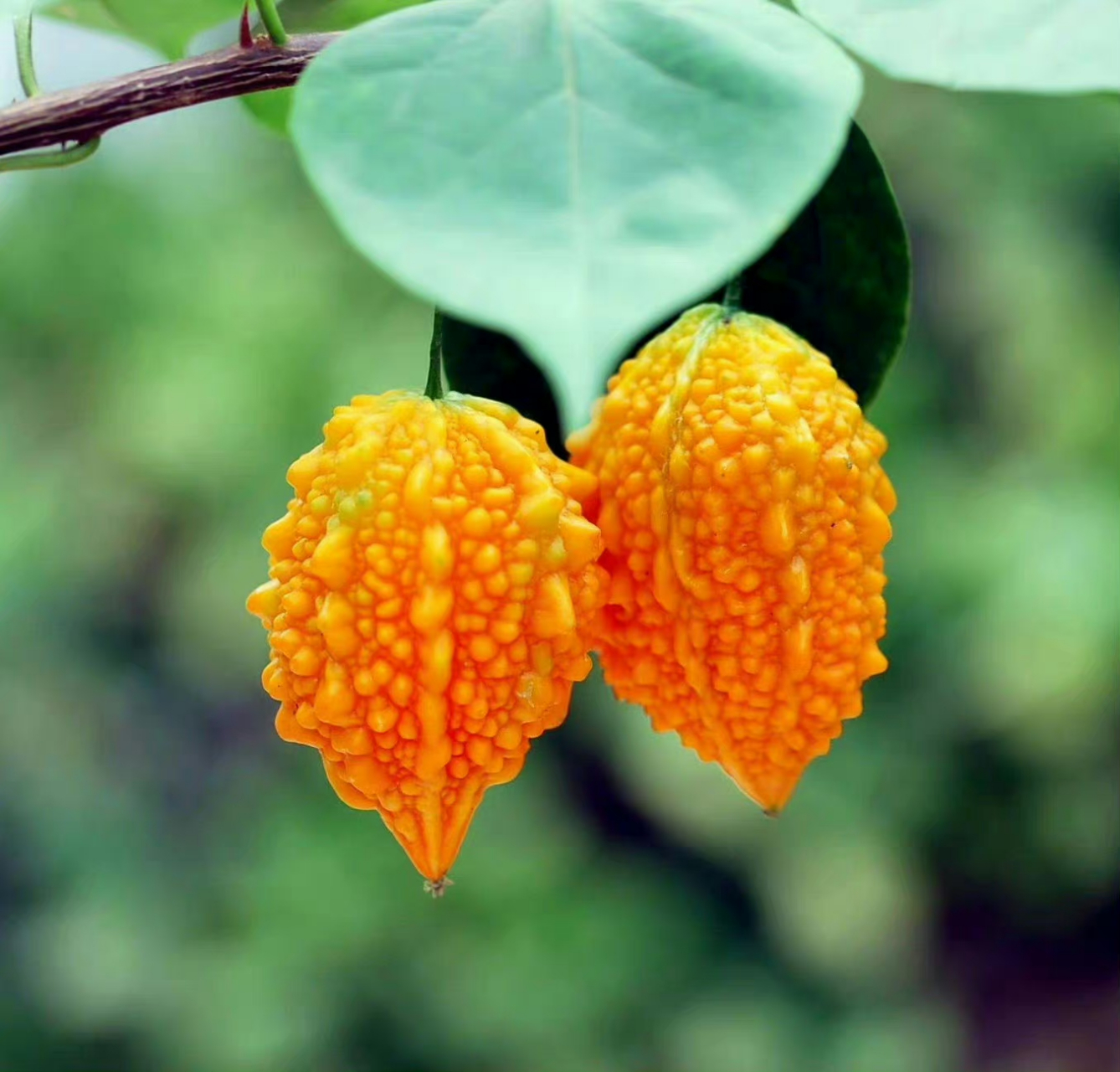 癞葡萄,又名金铃子,葫芦科,苦瓜属,江南一带较常见.