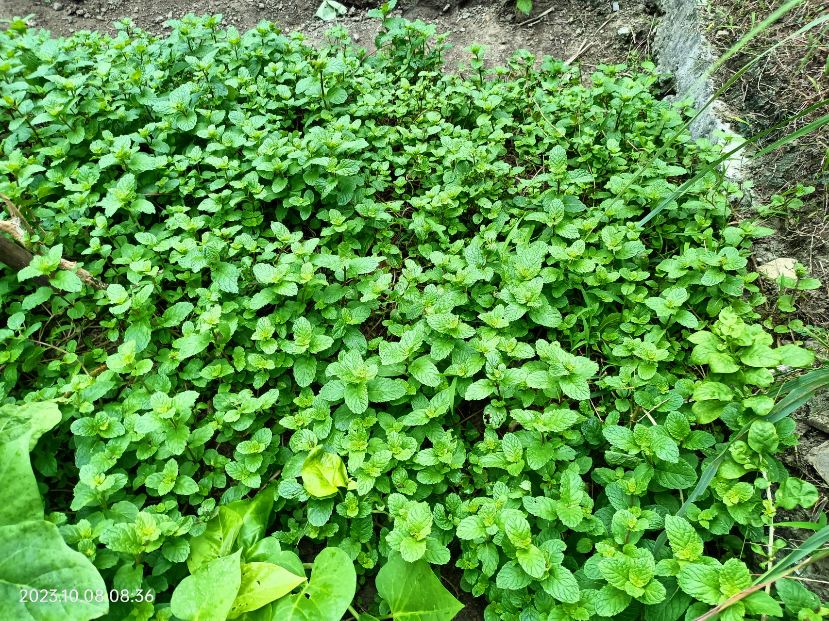 香花菜与薄荷的图片图片