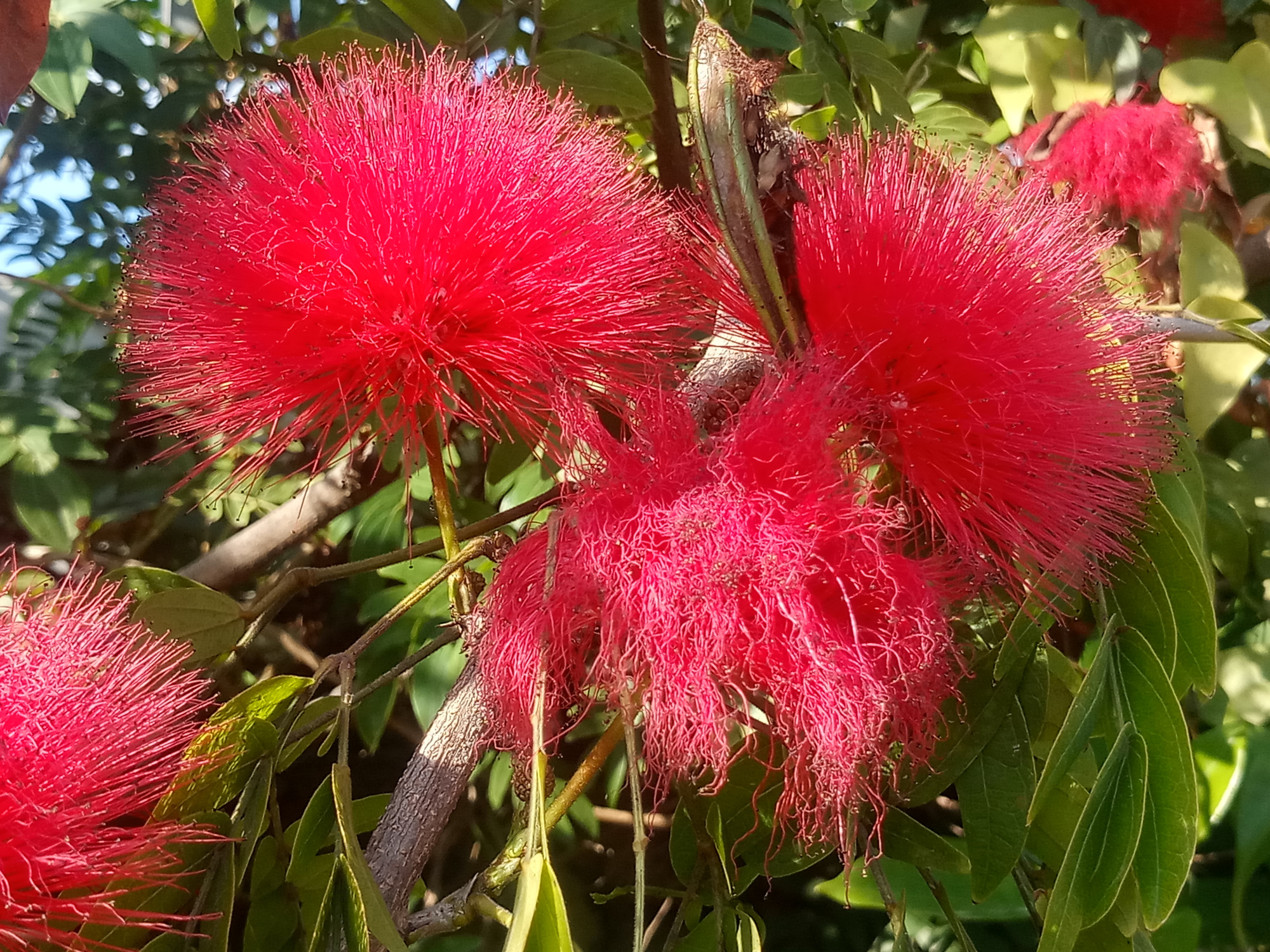 奇特花类,合欢花.四季飘红花像一团绒毛