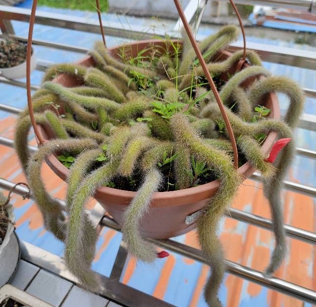 仙人掌猴尾怎么养?这样做,开花又大又美,枝条多观赏价值高