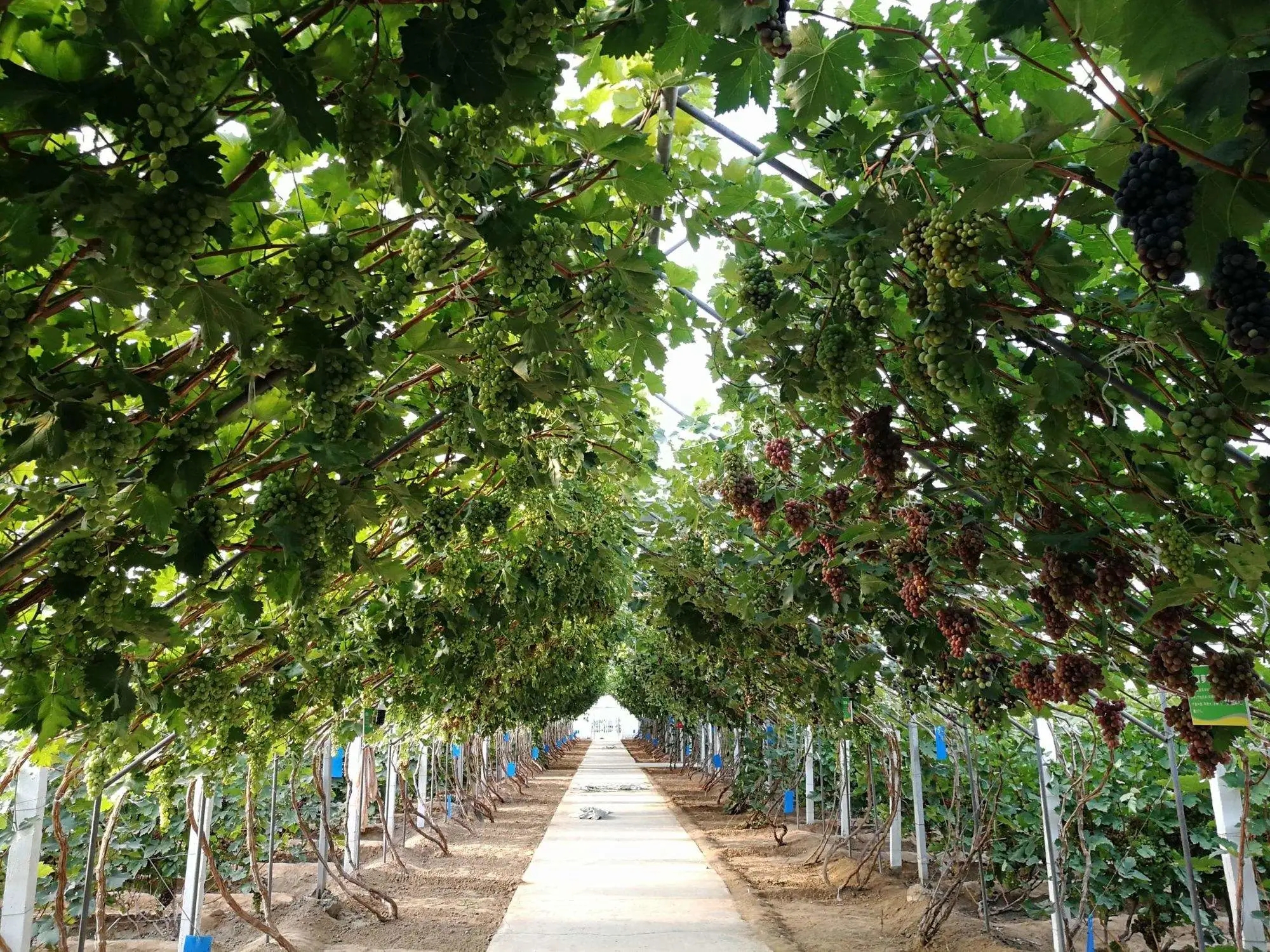 团队下乡|农业科技助力陈楼镇农民 提高葡萄和乌鸡产量与品质