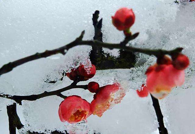 一半焰火一半雪,芳华燃尽迎春归