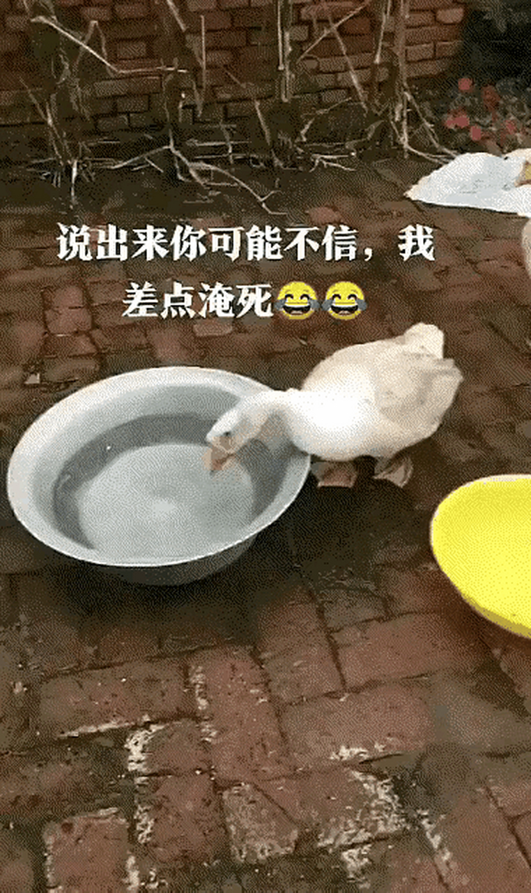 差点淹死的鸭子