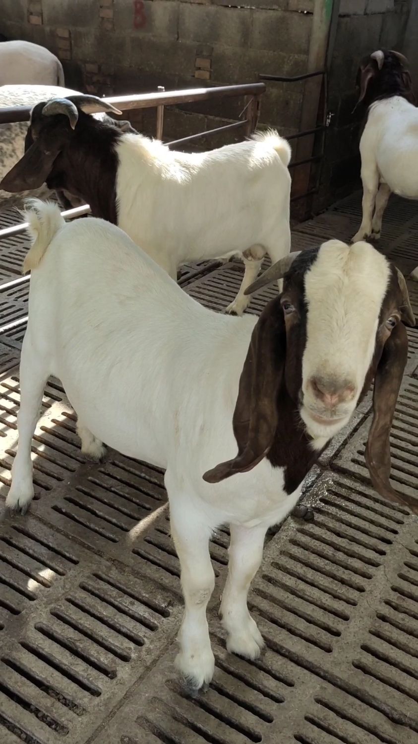 波尔山羊种公羊带角的波尔山羊