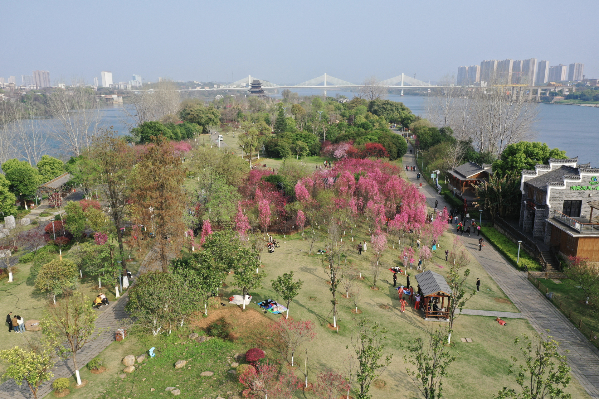 衡阳东洲岛桃花图片