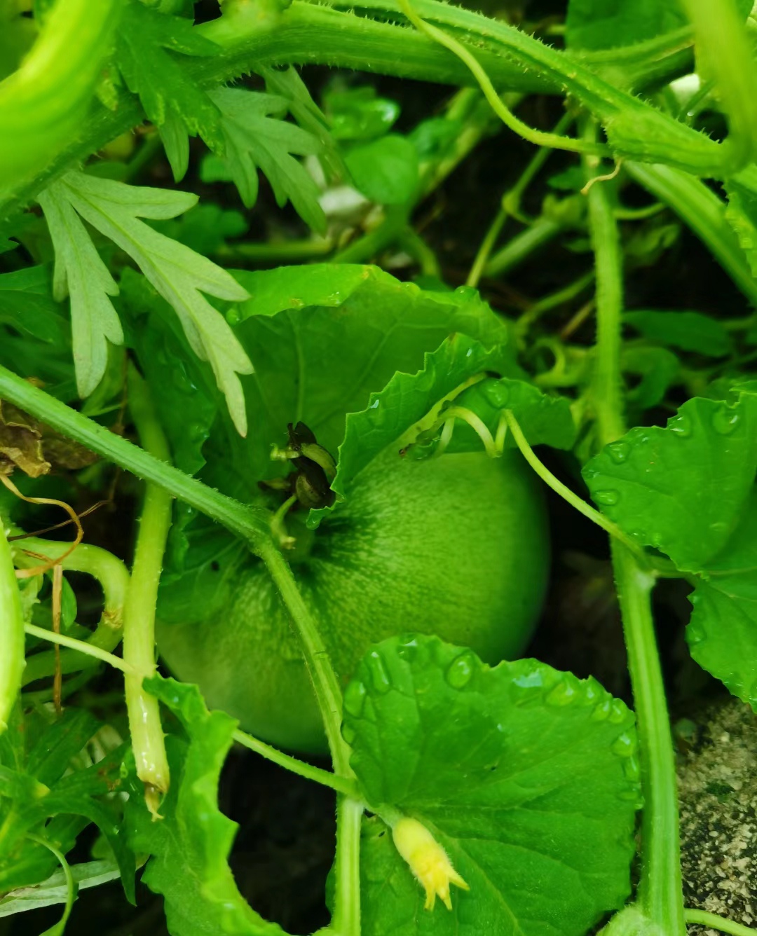 小小的香瓜