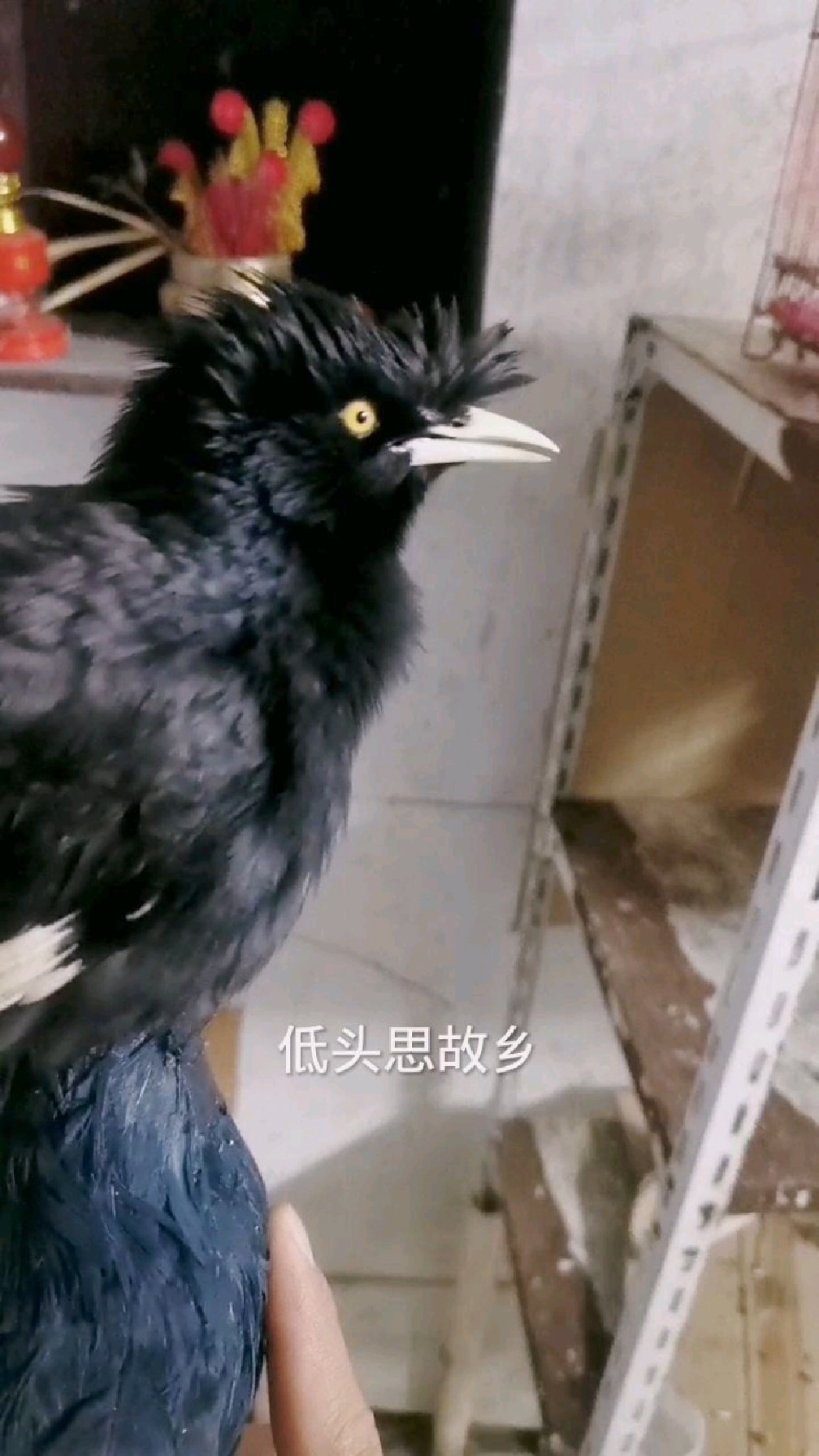 这么自信的背错静夜思,这鸟挺搞笑的.