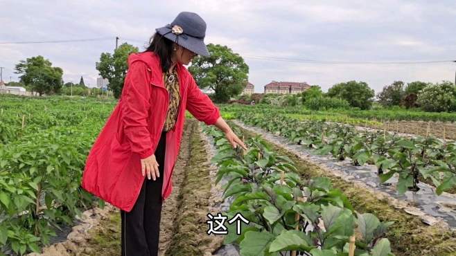 [图]种植茄子辣椒前期管理，这样一定要做到，后面茄子辣椒可以大丰收