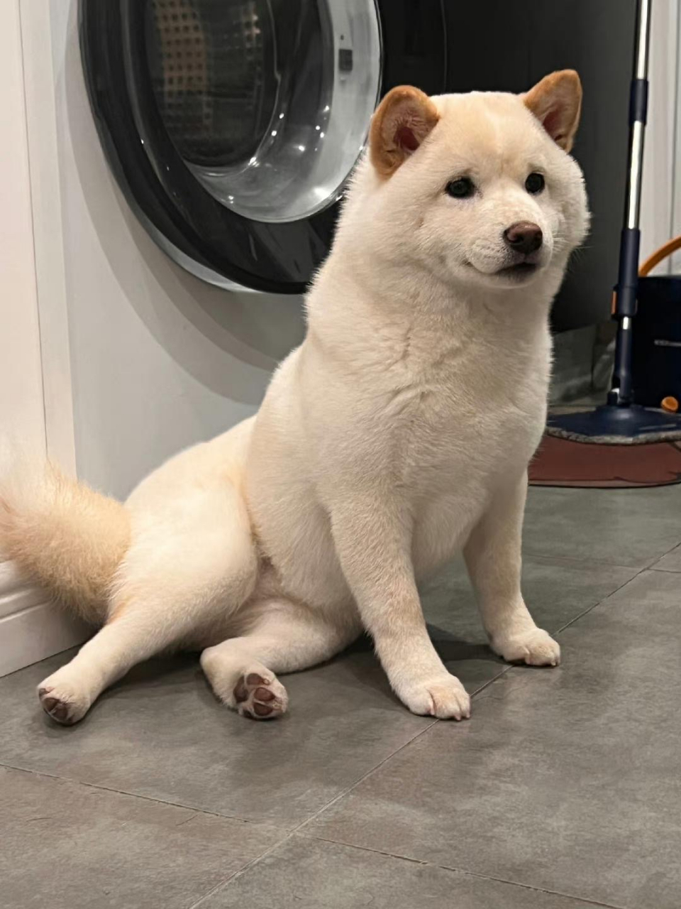 谁说狗狗的坐姿不能优雅的,看看我家小狗