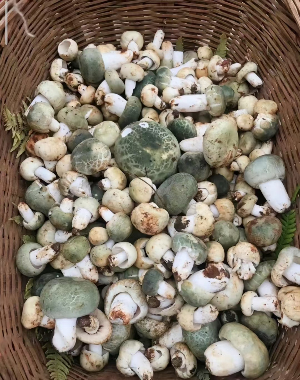 捡菌子,是许多云南人每年夏天最爱的户外活动.