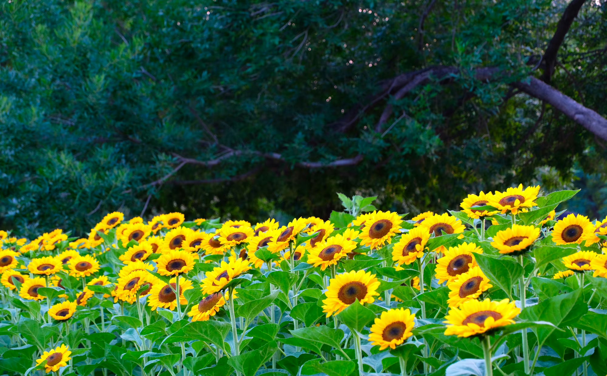 无惧骄阳,向阳而生,奥森向日葵,遇见美好盛夏光影.