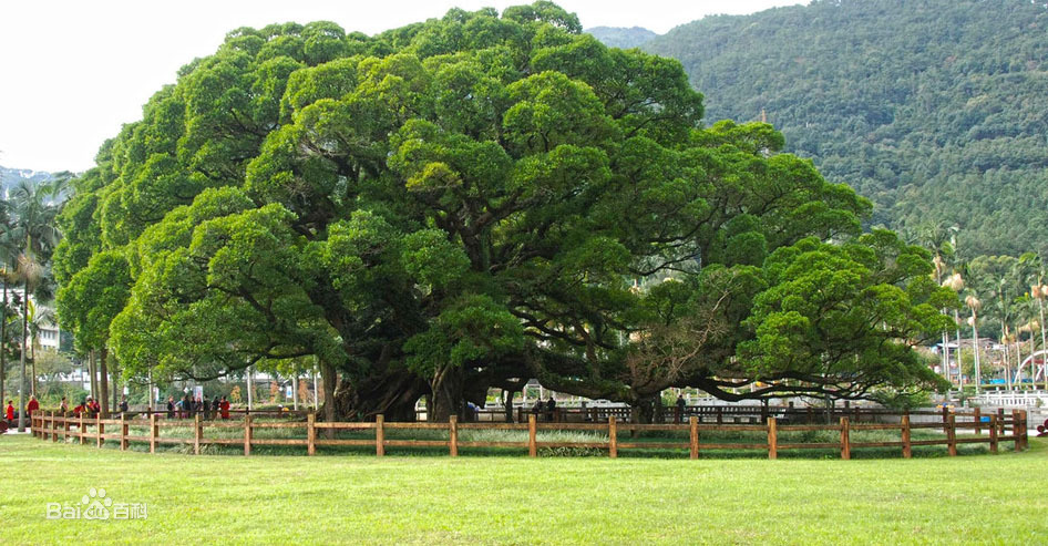 独木也成林,你信吗?它就是榕树