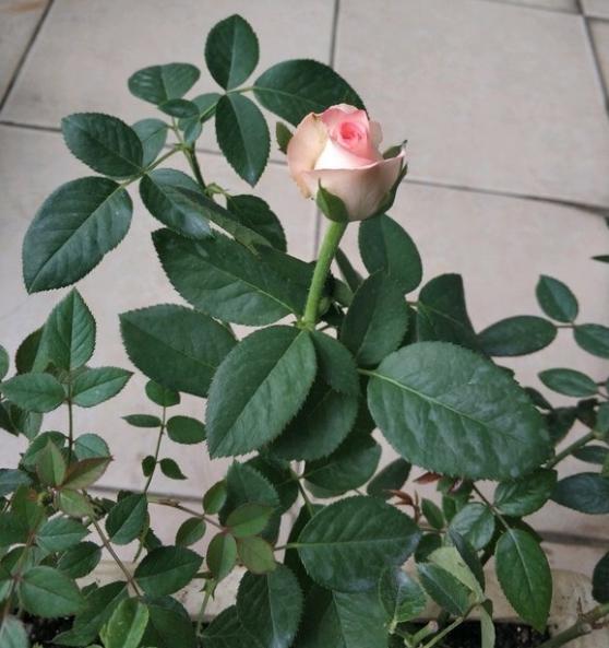 月季抹完芽后大概什么时候剪枝条呢?