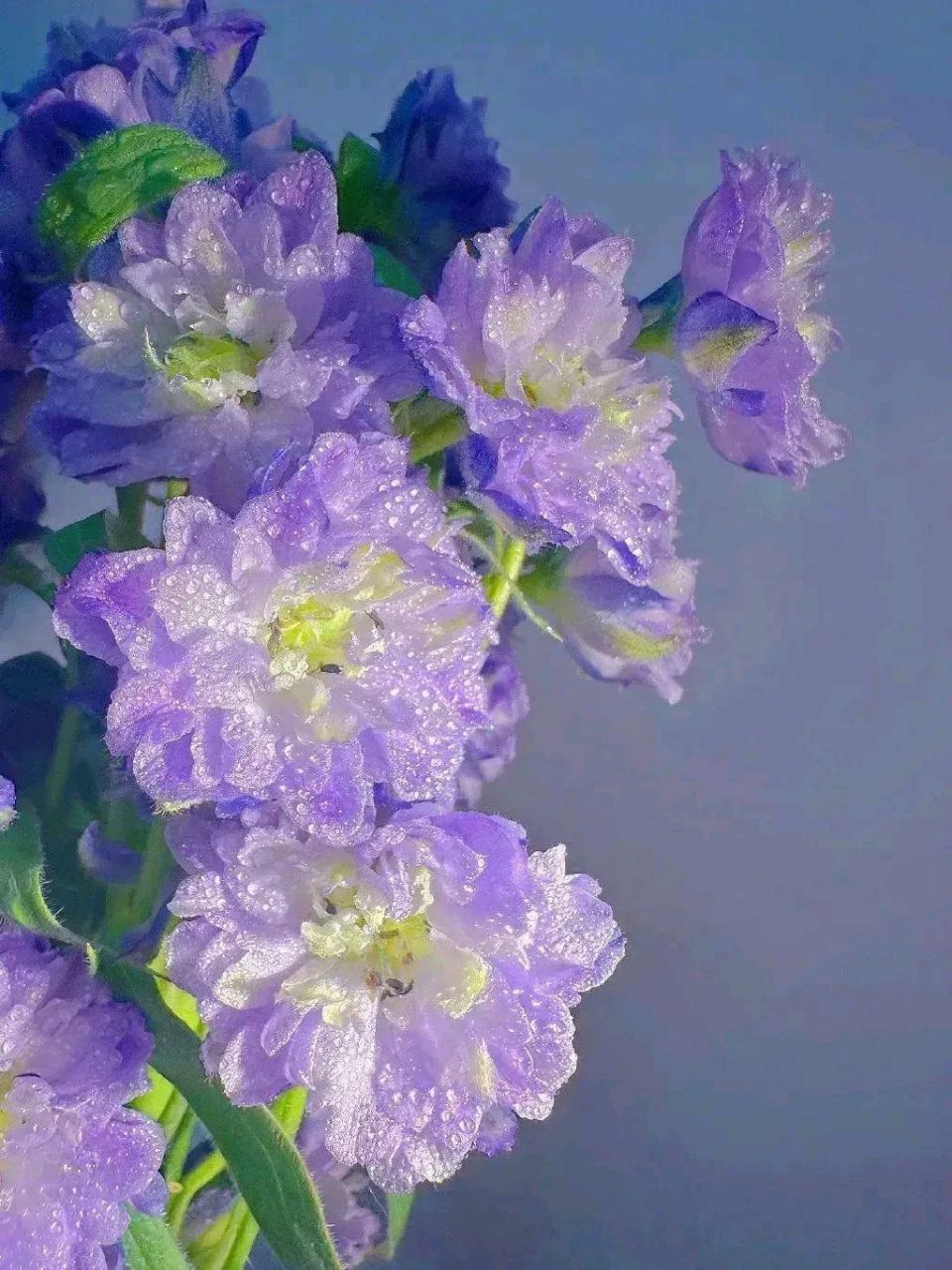 美图分享,紫色的鲜花,这是什么花 淡紫色之约,只为馨香在人间