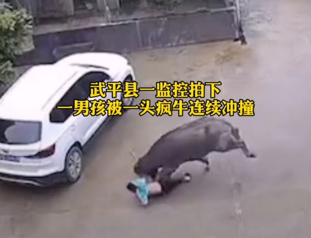福建:疯牛也能听懂人言?撞倒男孩来回踱步,听闻求饶才离开