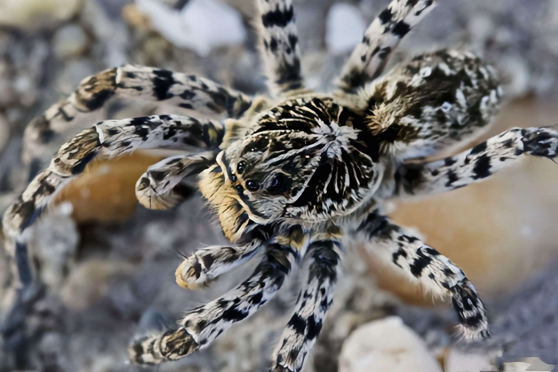 每天认识一种动物——穴居狼蛛 穴居狼蛛别名穴狼蛛,原产于欧洲及亚洲
