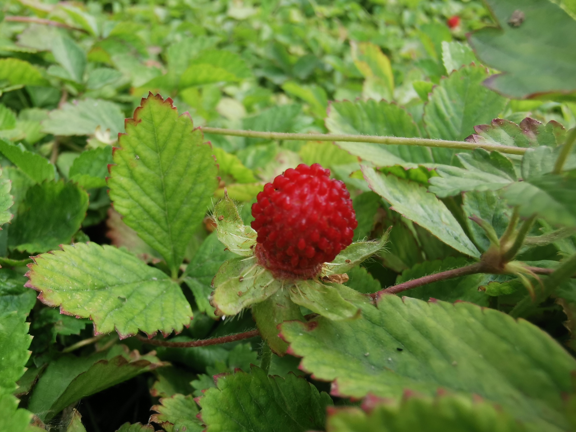 户外休闲丨出行赏节气,偶遇蛇莓果,红红的,好兆头!