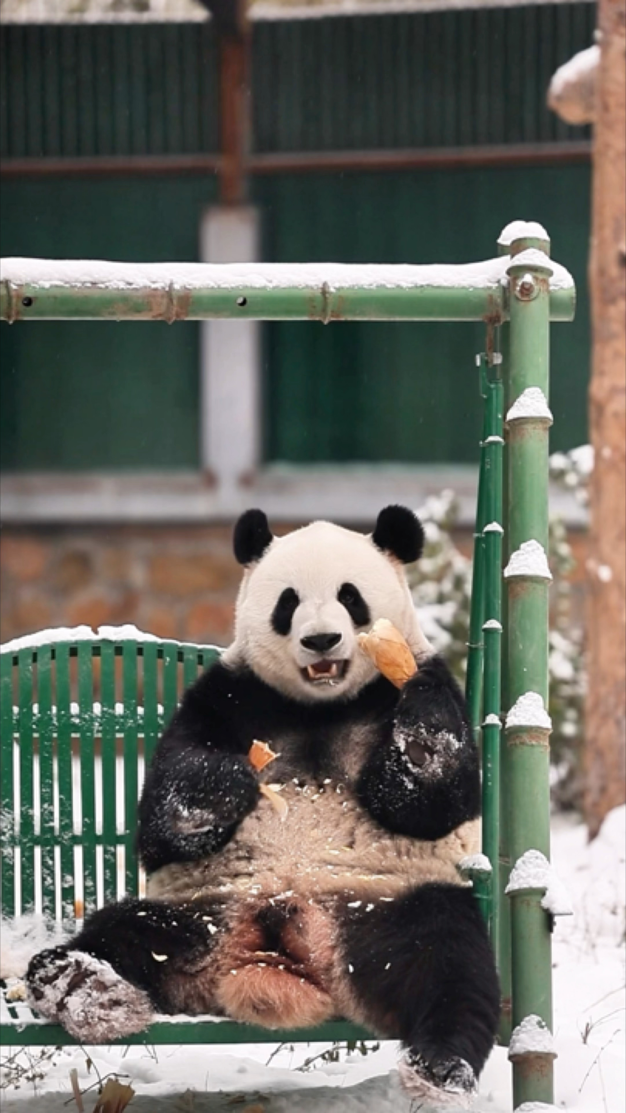 还是雪中大宝座,完美!#大熊猫萌兰