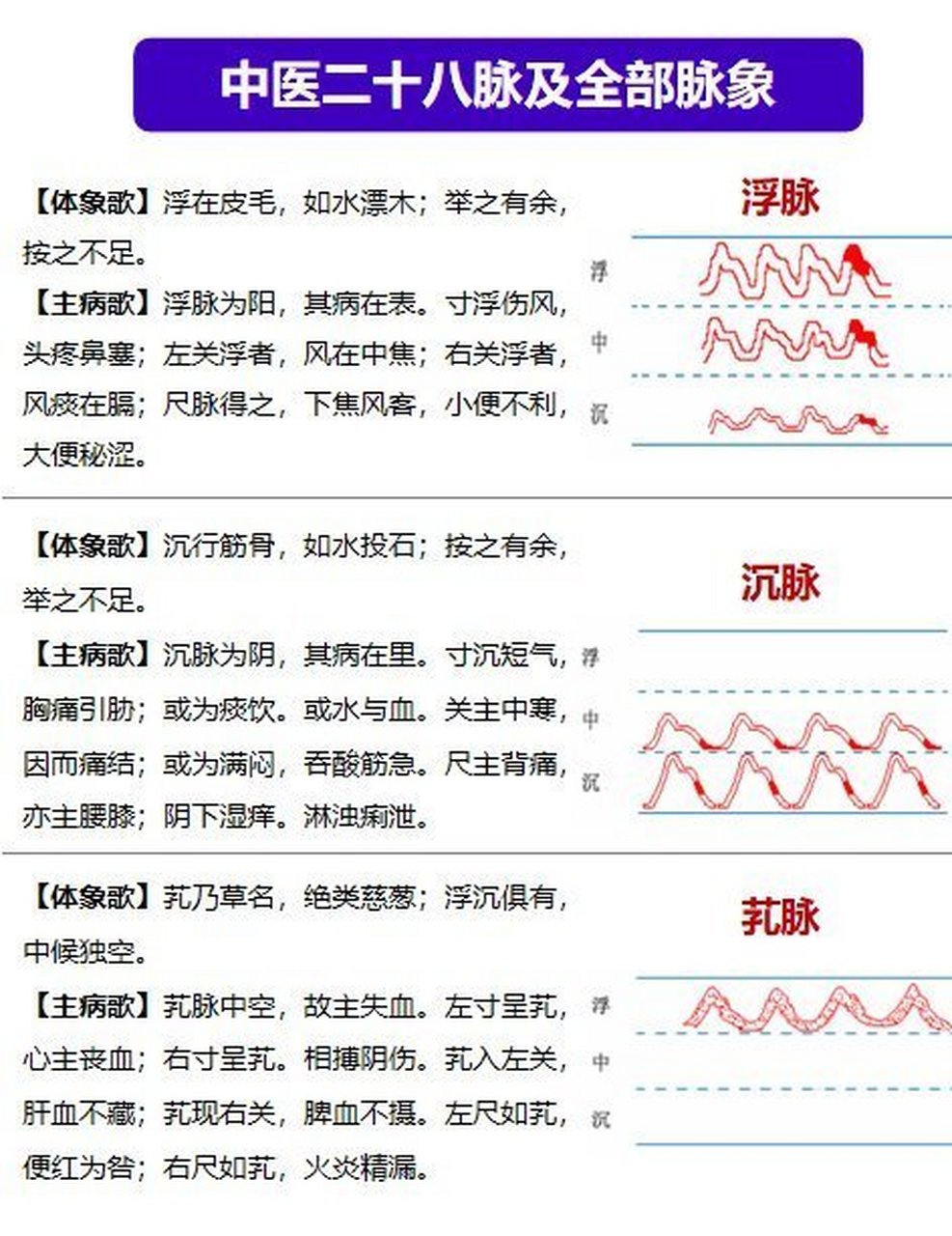 二十八脉项示意图图片