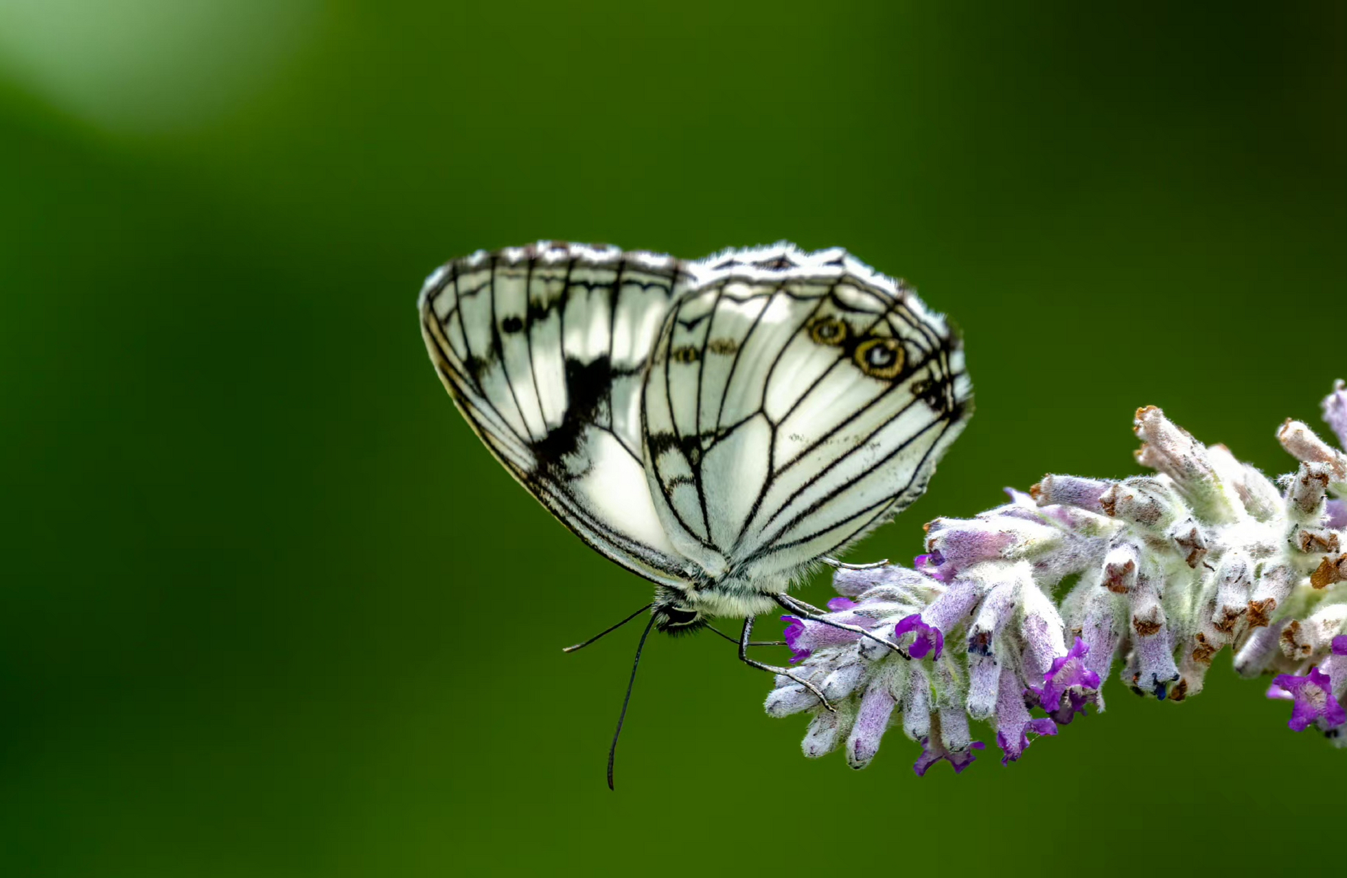黑纹粉蝶 这是当时布瓦村数量最多的蝴蝶,黑白分明与花相相伴,俏也不