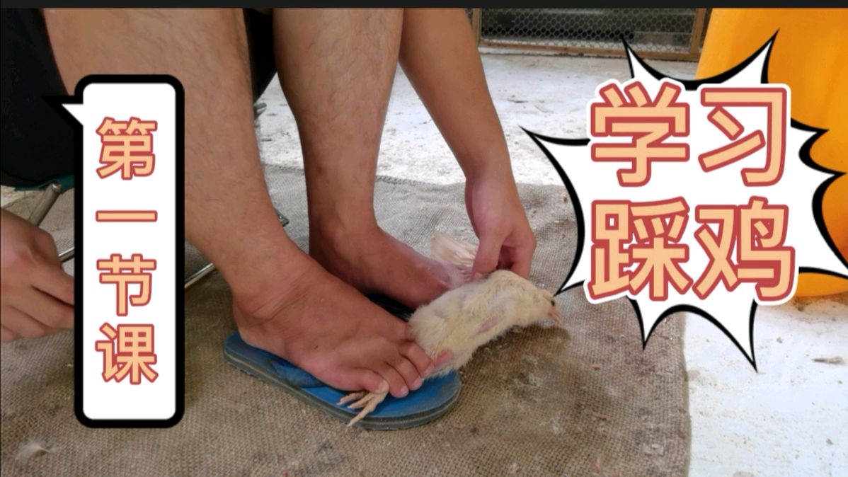 阉鸡师傅高清视频,教大家怎么学技术活,详细教程1
