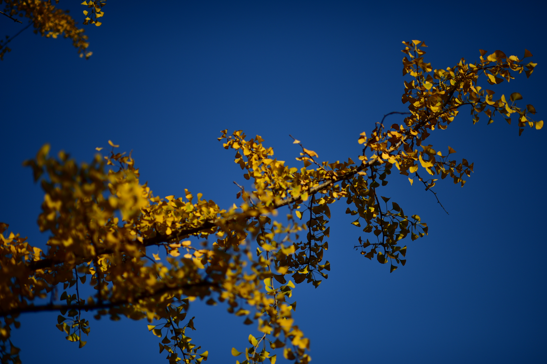 冬日暖阳…… #那些冬天才有的美景