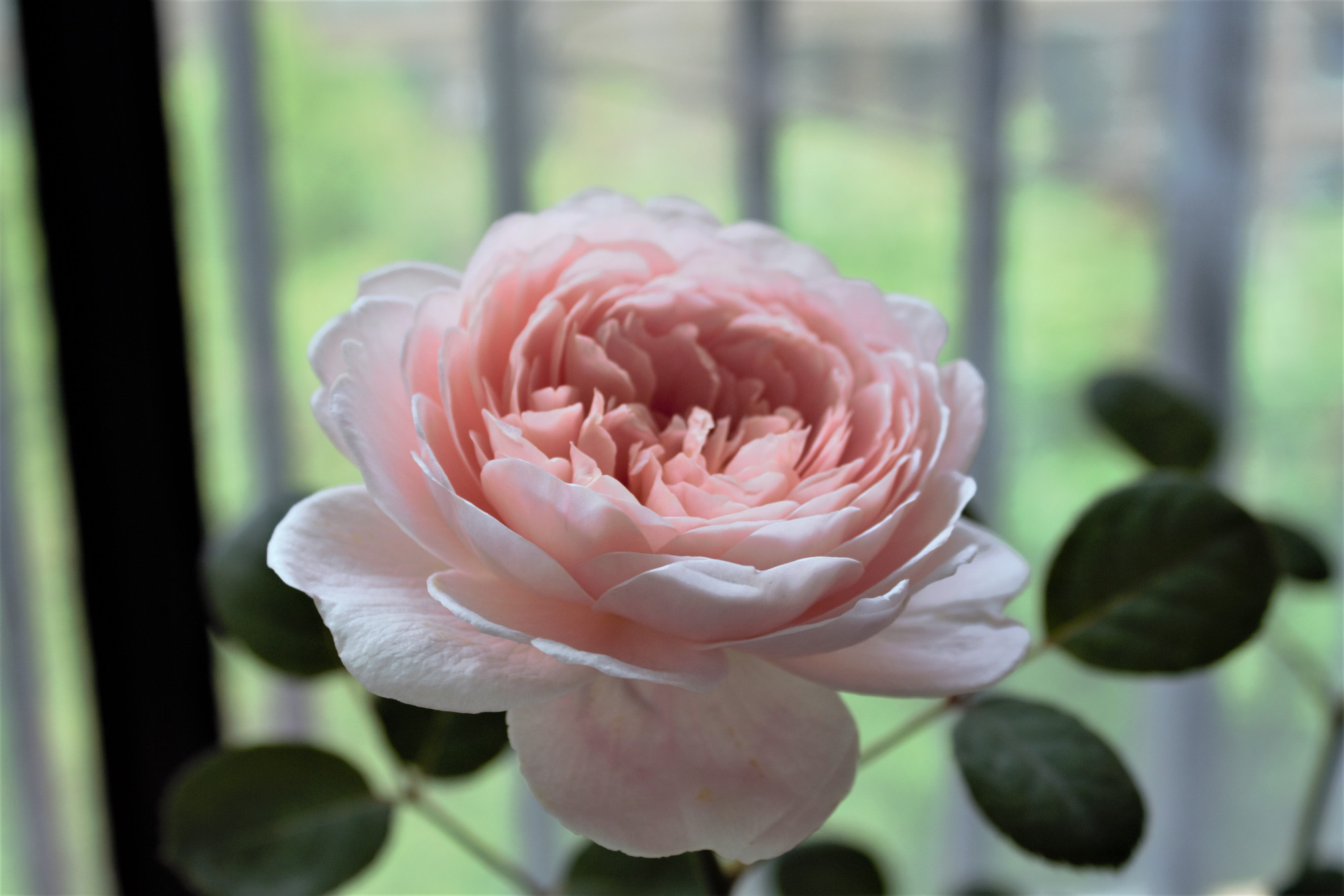 月季花之瑞典女王