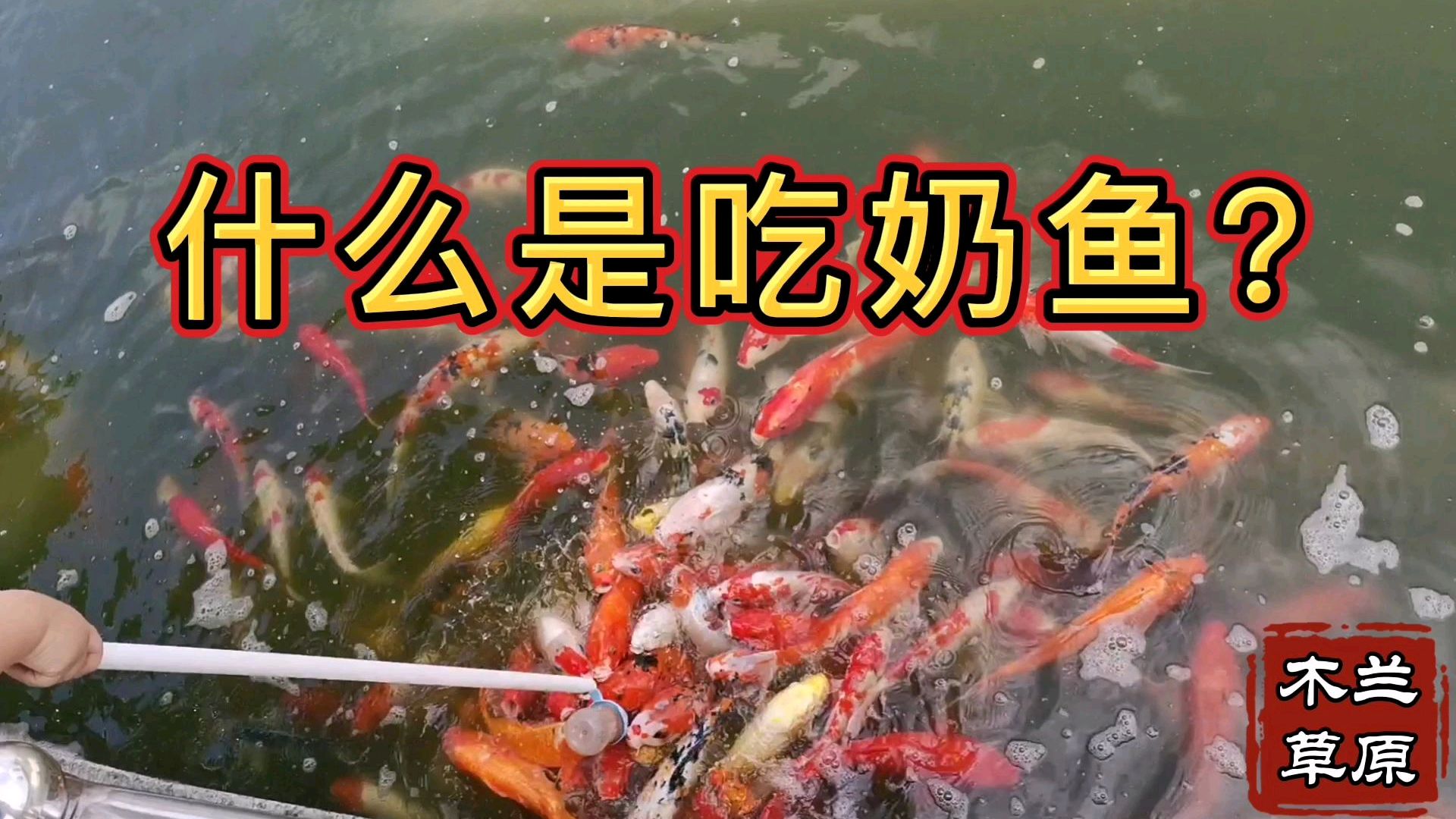 你知道,什么是吃奶鱼吗?在武汉木兰草原,竟有个景点叫吃奶鱼!