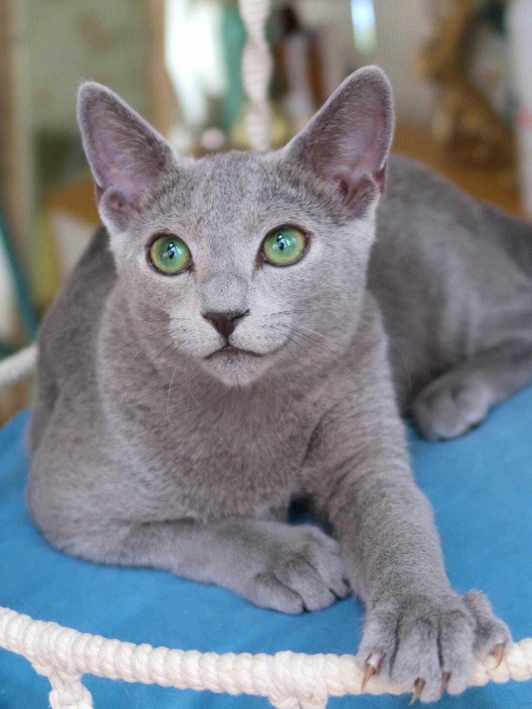 世界上最贵的十种猫咪盘点,最贵的70万一只,你喜欢哪个