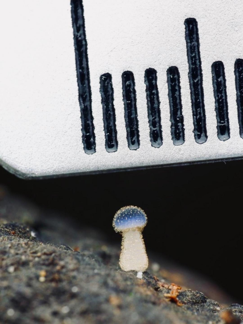 这是我见过最小的蘑菇