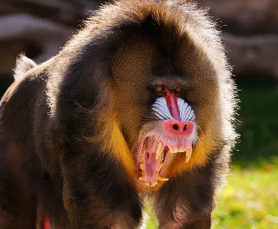 大马猴 吓人图片