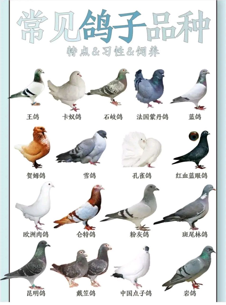 常见鸽子品种