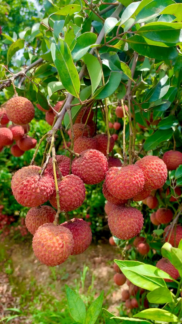 妃子笑荔枝苗价格 无核荔枝苗哪里有 桂花香荔枝苗多少钱一棵