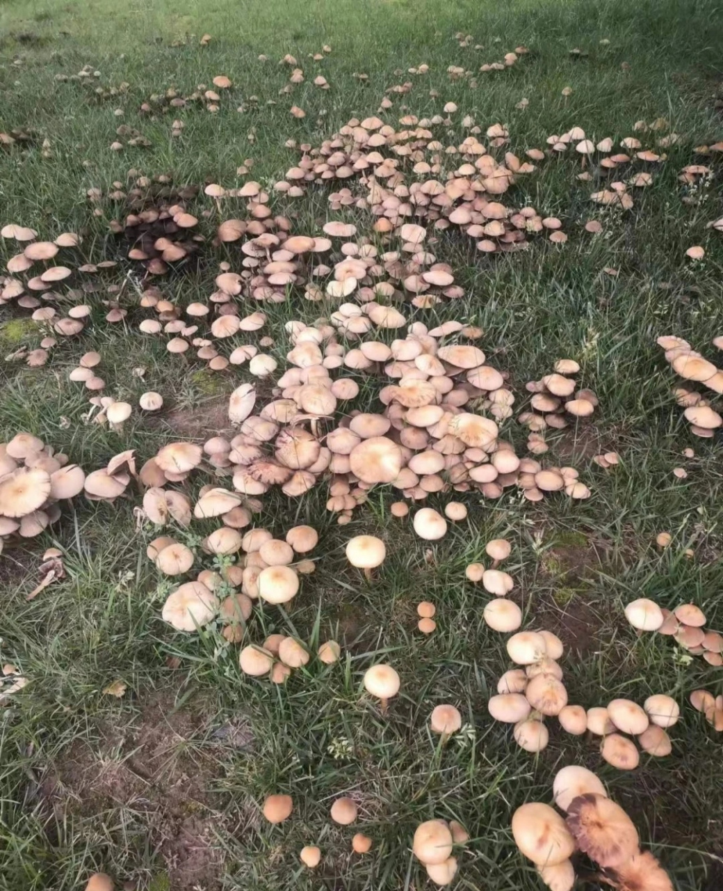 雨后草地蘑菇的美句图片