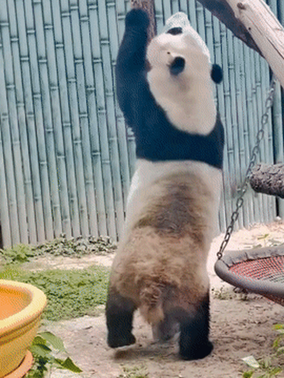 艾瑞巴蒂看过来,熊猫萌宝的钢管舞有没有惊艳到你?