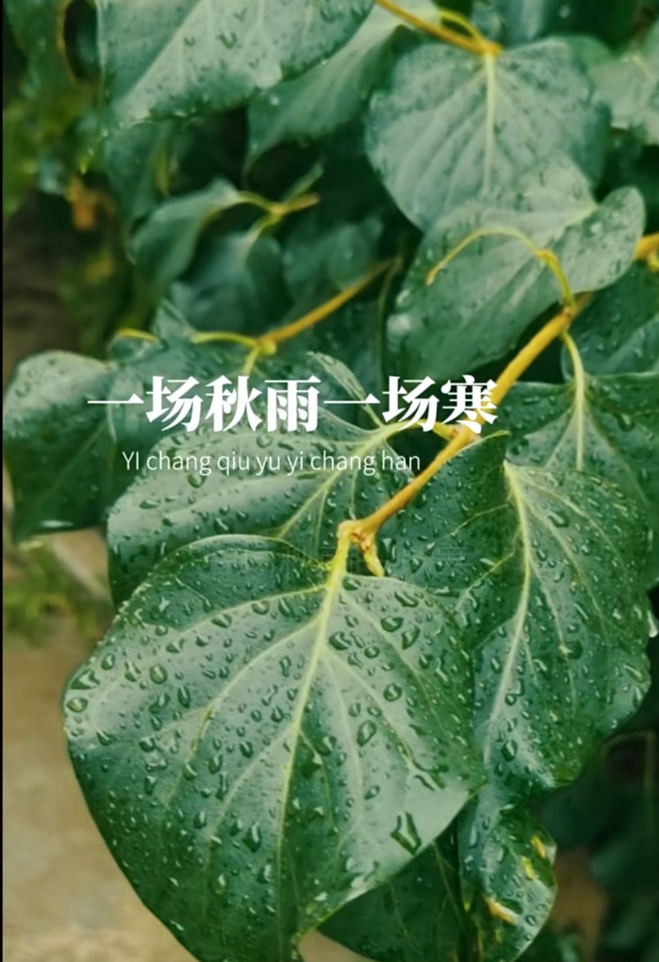 天气渐凉,早晚记得添衣.秋意渐浓,注意保重身体.