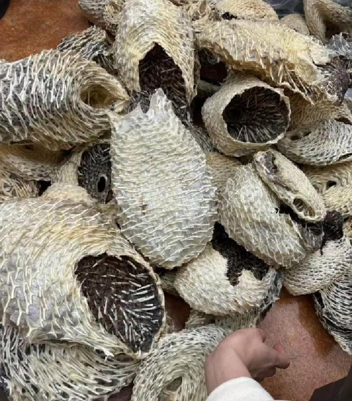 大家都说是河豚皮,我怎么看着像刺猬皮?