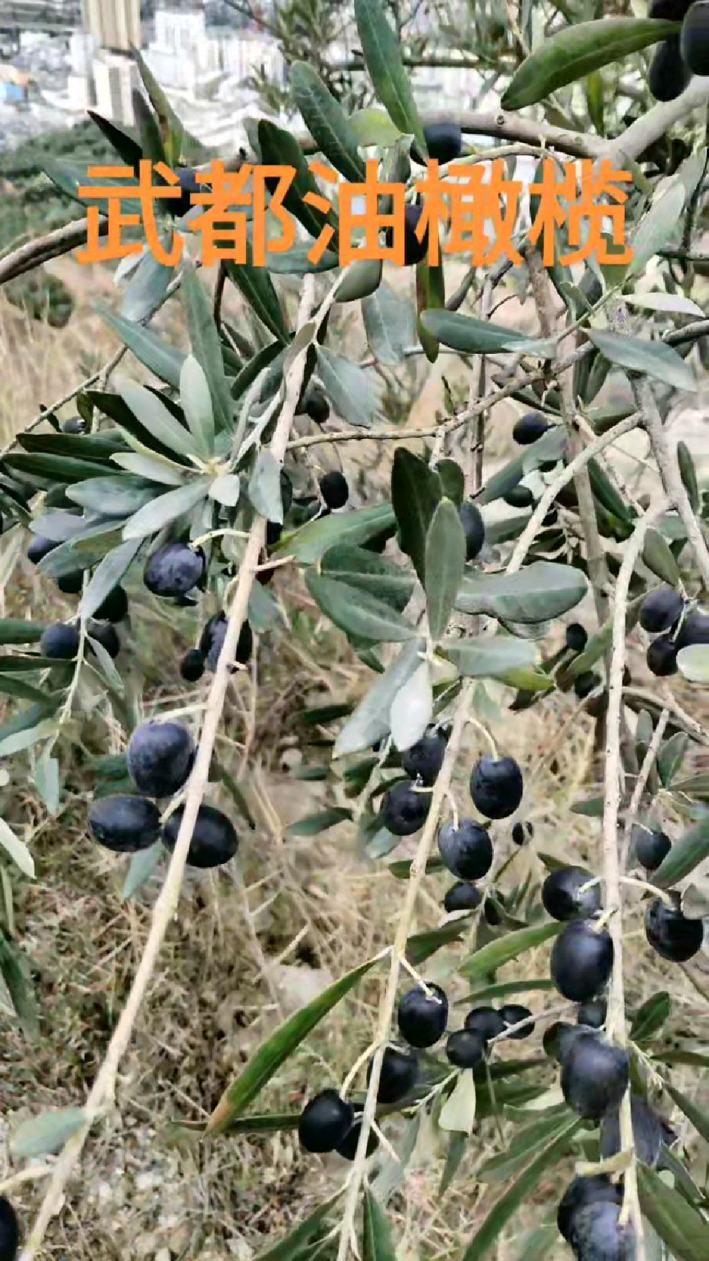 中国油橄榄之乡--甘肃陇南武都油橄榄