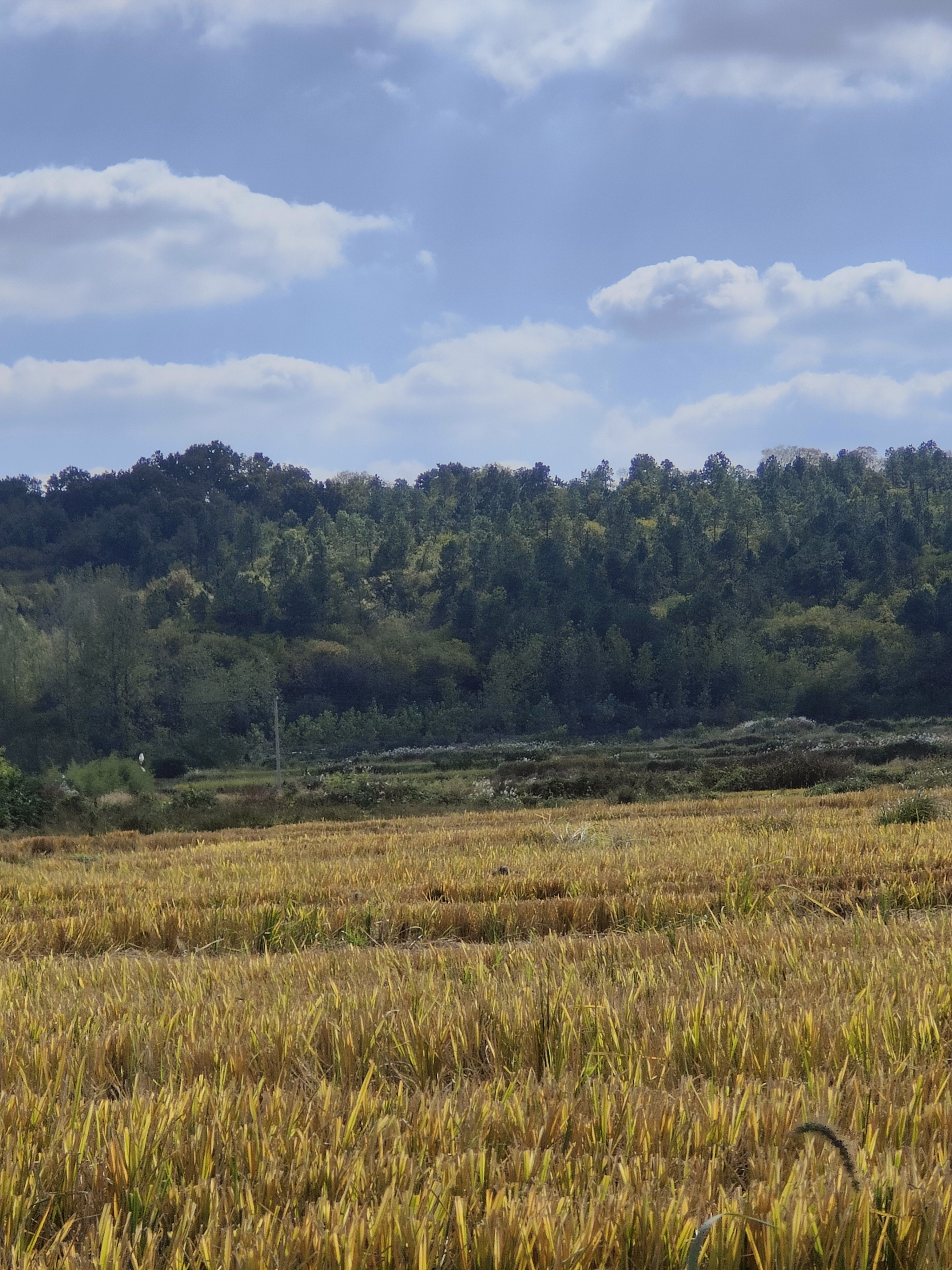 恋山坝上草原—六合区程桥镇